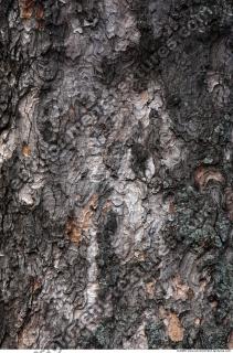 Trees Bark 0003