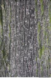 Trees Bark