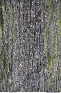 Trees Bark 0016