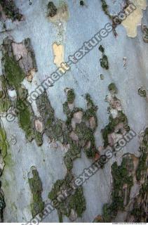 Trees Bark 0029