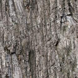 Seamless Tree Bark