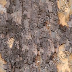 Seamless Tree Bark