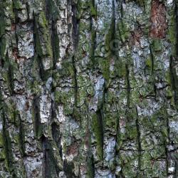 Seamless Tree Bark