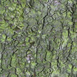 Seamless Tree Bark