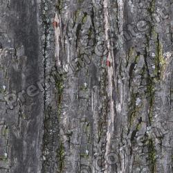 Seamless Tree Bark