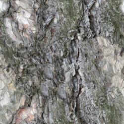 Seamless Tree Bark