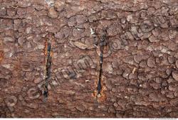 Tree Bark