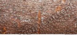 Tree Bark