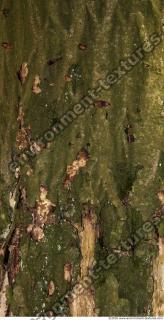 Trees Bark 0016