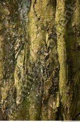 Tree Bark