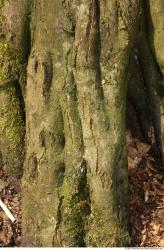 Tree Bark