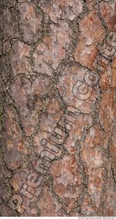 Trees Bark 0058