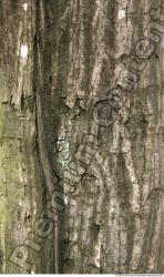 Tree Bark