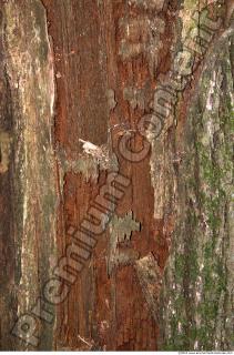 Trees Bark 0023