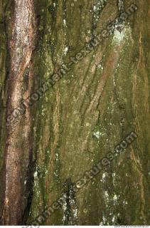 Trees Bark 0015