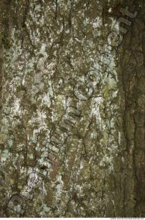 Trees Bark 0014