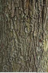 Trees Bark