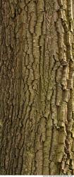 Trees Bark