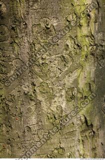 Trees Bark 0026