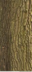 Trees Bark