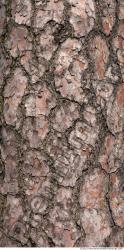 Trees Bark