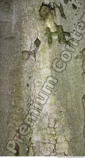 Trees Bark 0049