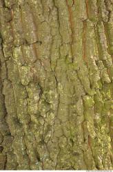 Trees Bark