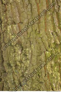 Trees Bark 0013