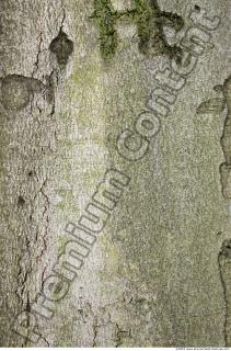 Trees Bark 0048