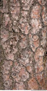 Trees Bark 0054