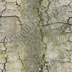 Seamless Tree Bark