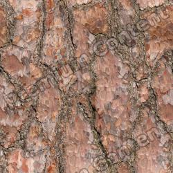 Seamless Tree Bark