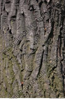 Trees Bark 0006