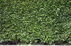 Hedges