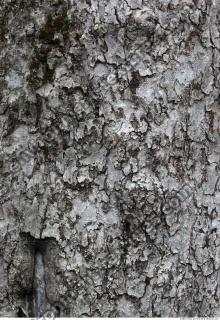 Trees Bark 0003