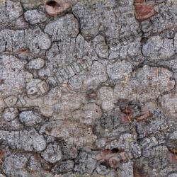 Seamless Tree Bark