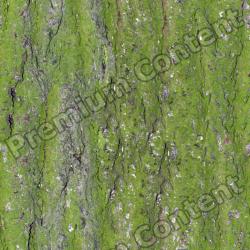 Seamless Tree Bark