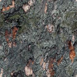 Seamless Tree Bark