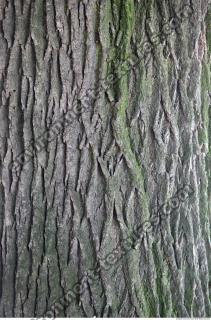 Trees Bark 0004