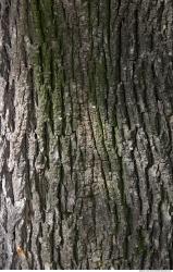 Tree Bark