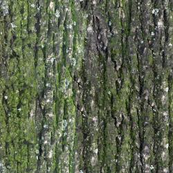 Seamless Bark