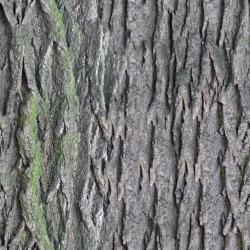 Seamless Tree Bark